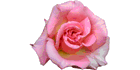 Salon Quatre-Saisons Lise Turcotte - Logo
